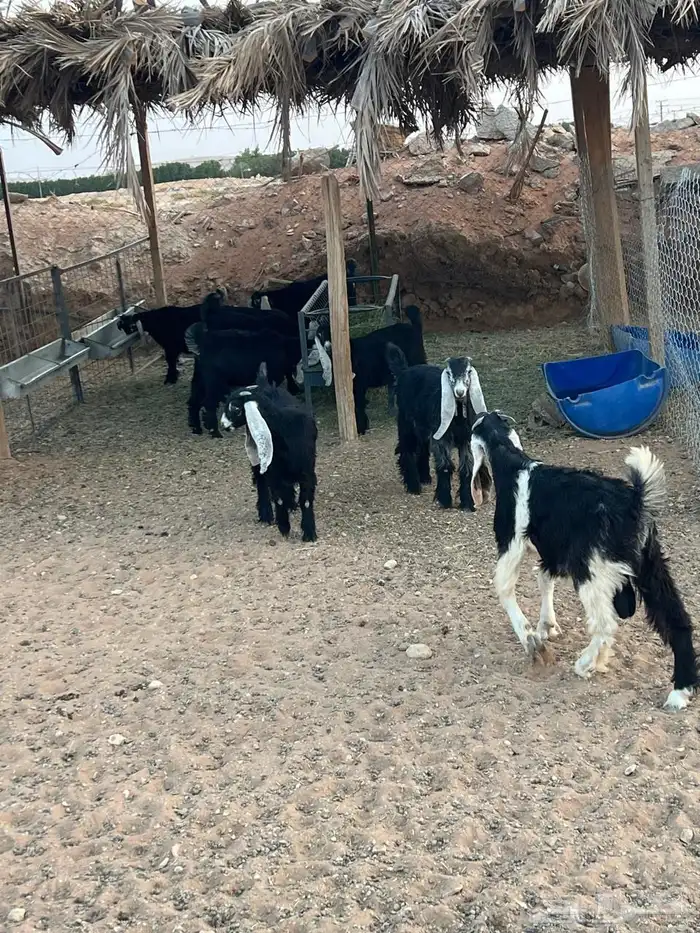 ذبايح للبيع جمله وتفريد 2