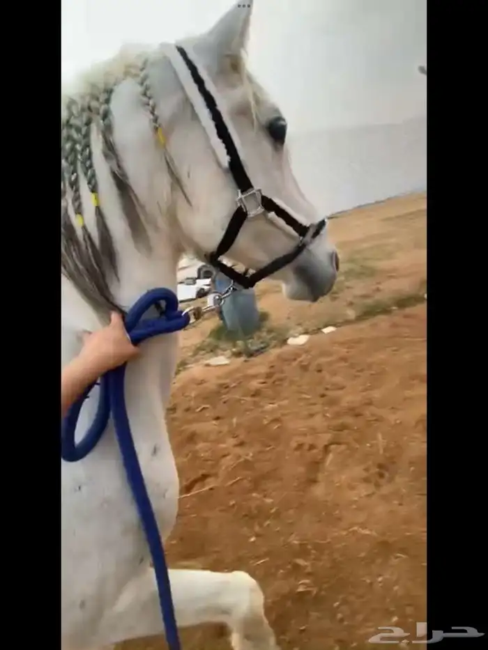 حصان للبيع 1