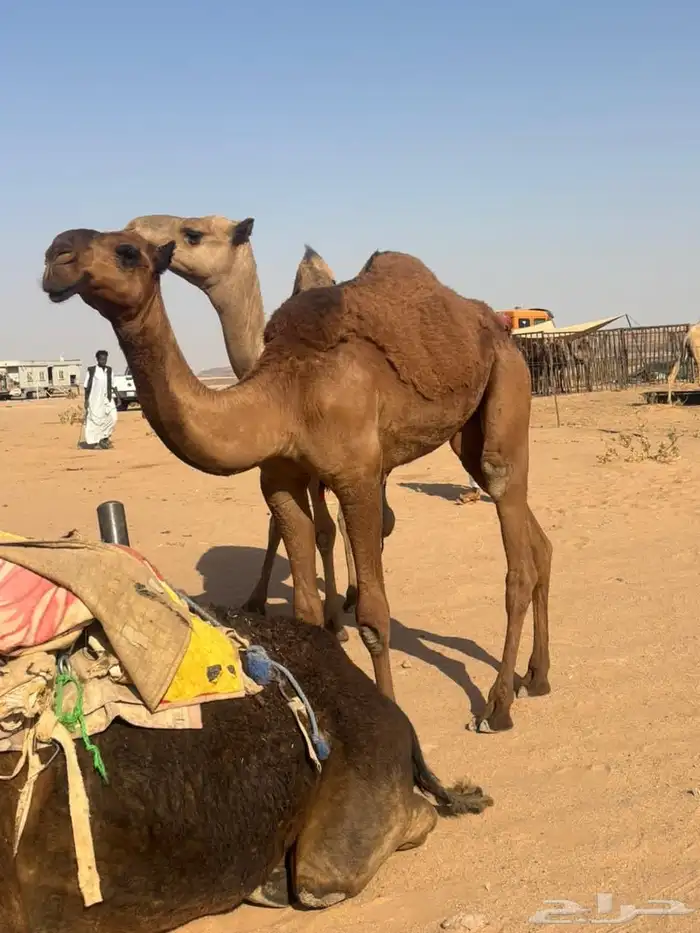 بكره صفرا 0
