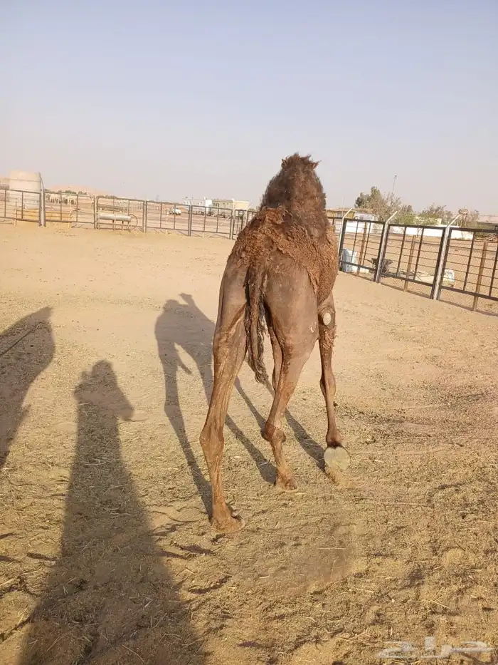 صفرا ضروبه 5