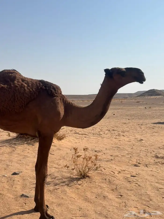 بكره صفرا 1