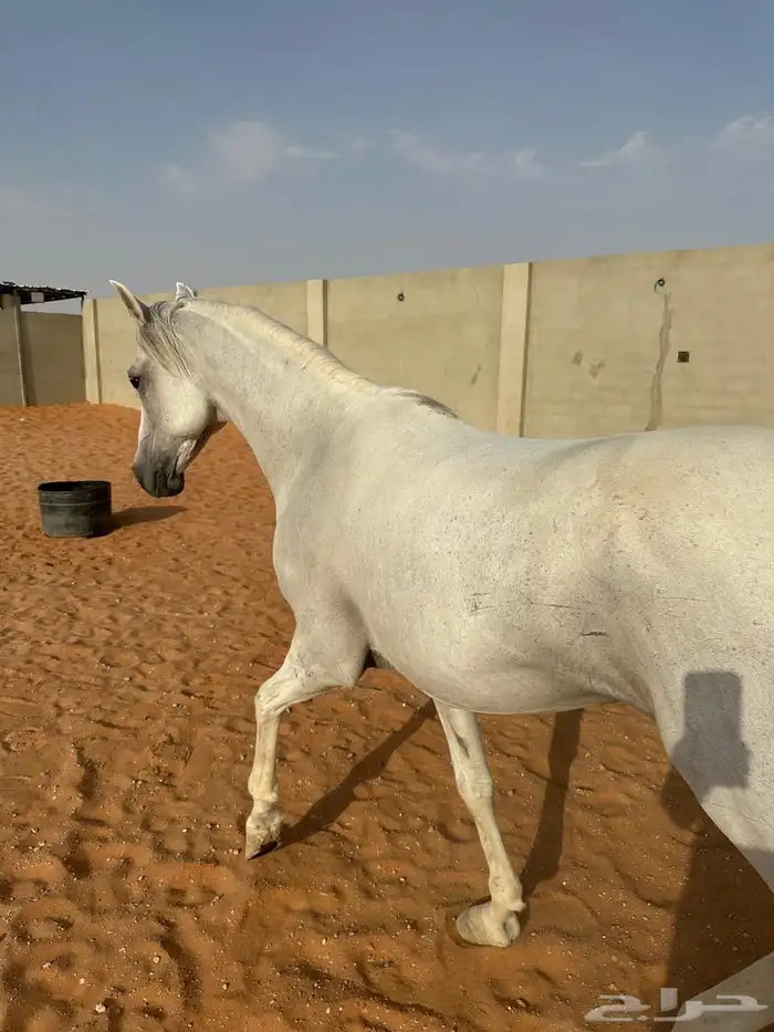حصان لللبيع 4