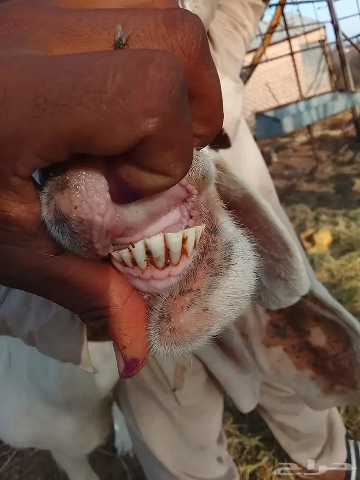 السلام عليكم 1