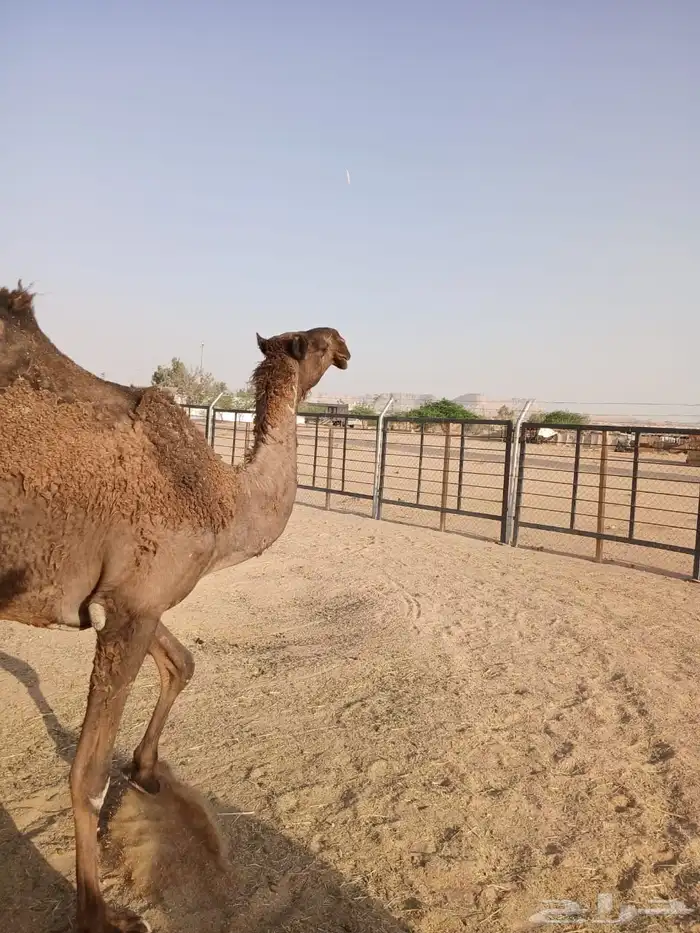 صفرا ضروبه 3