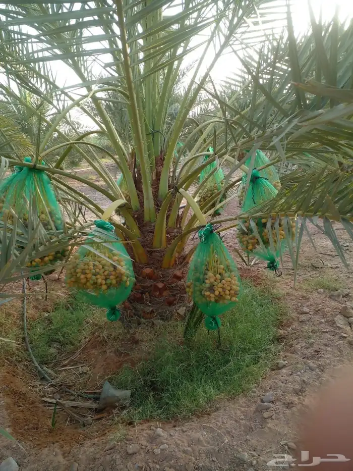 نخيل مثمر للبيع 7