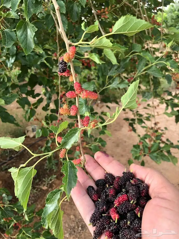 للبيع مزرعه عيون الجواء القصيم 23