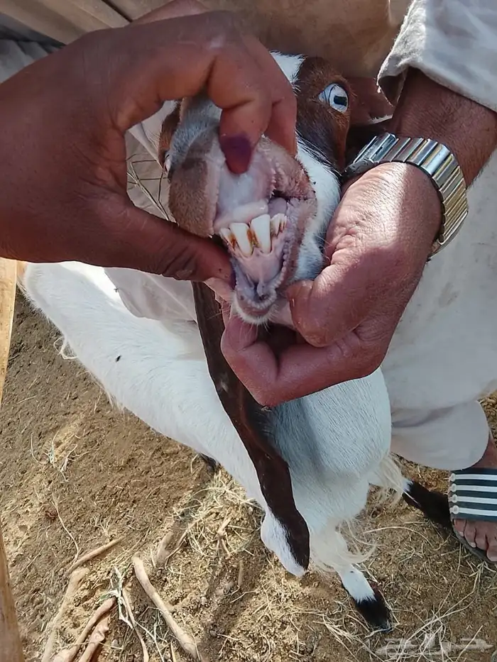السلام عليكم 3