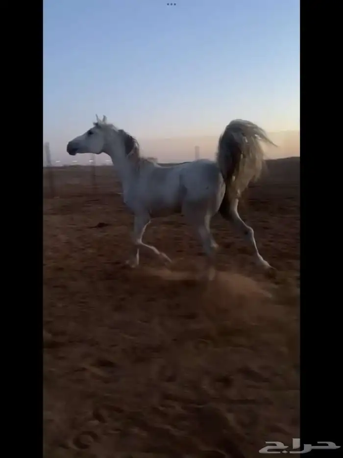 حصان للبيع 0