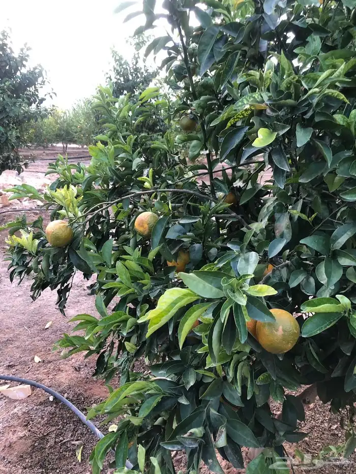 للبيع مزرعه عيون الجواء القصيم 22