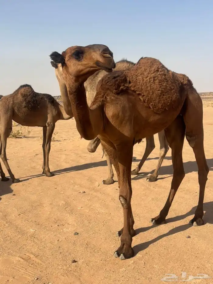 بكره صفرا 2