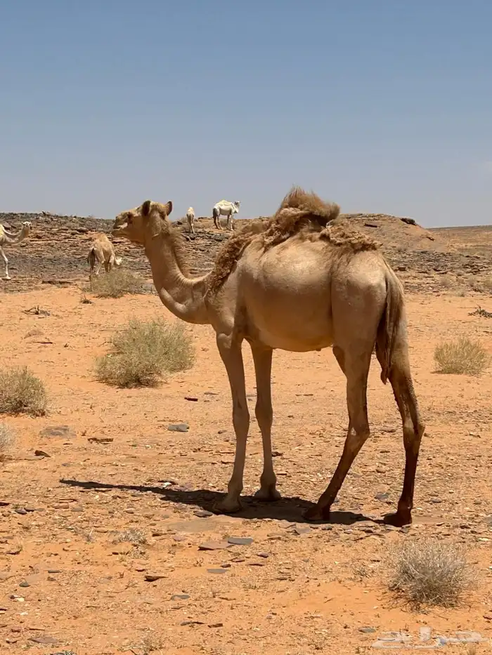 قعدان للبيع 1