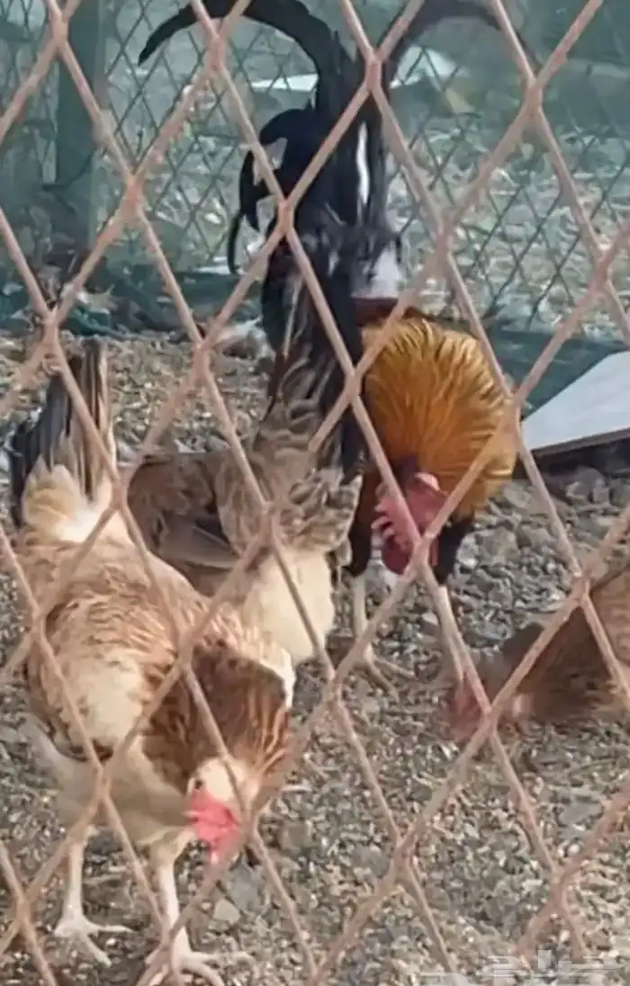 دجاج عربي نوادر 2