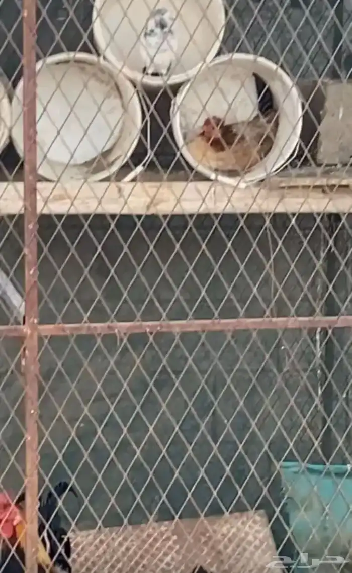 دجاج عربي نوادر 1