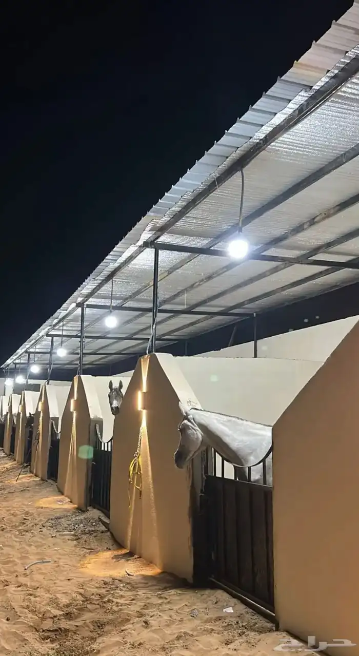 تدريب وتعليم اساسيات ركوب الخيل ومايخص الخيل 0