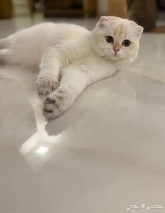 للبيع قطط سكوتش فولد   ستريت   سنقل فولد   بيور 3