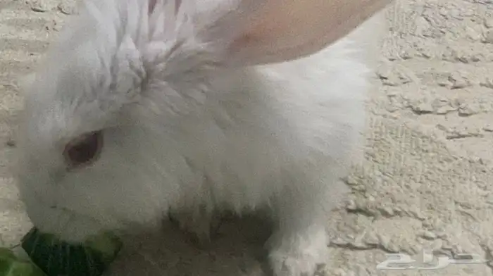 أرنب البينو عمره ثلاث شهور 0