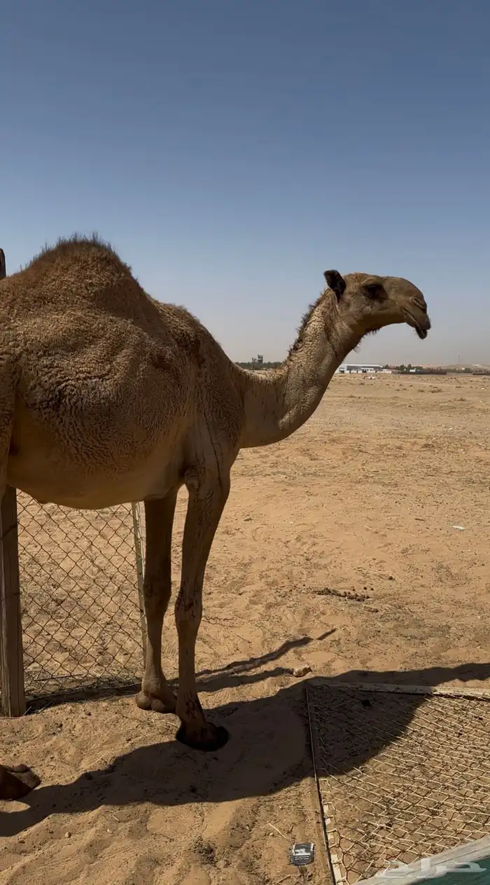 بكرة طيبة 1