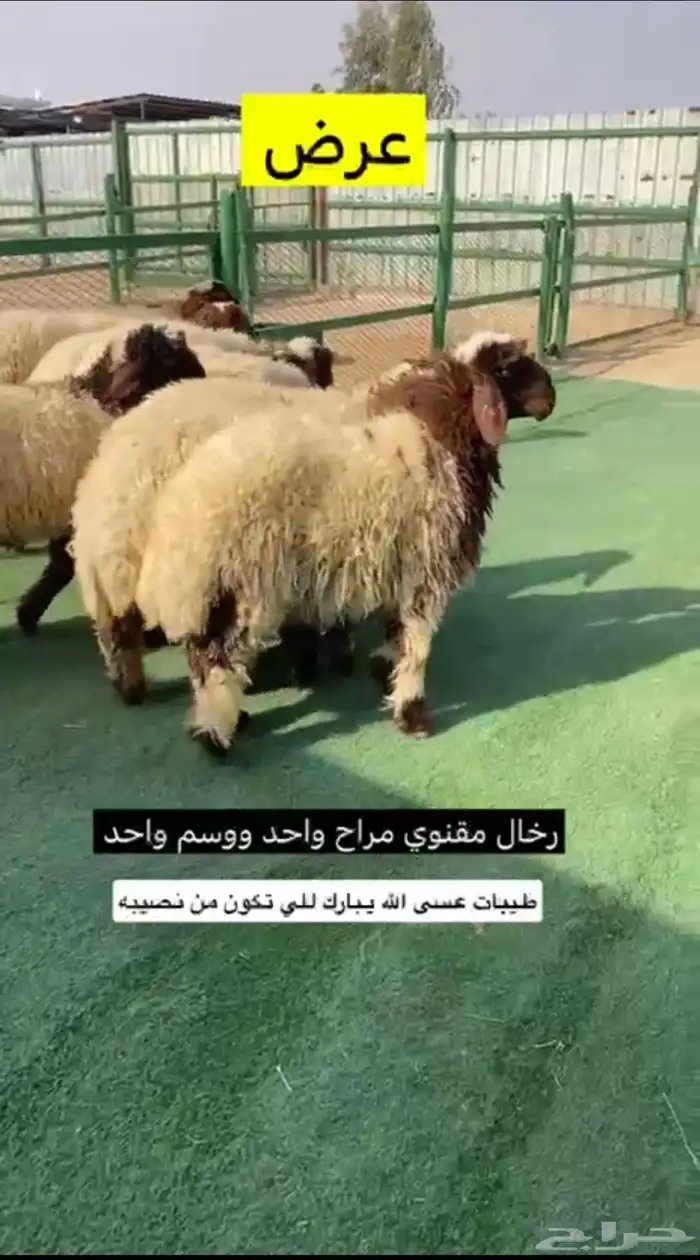 رخال مقنوي 2