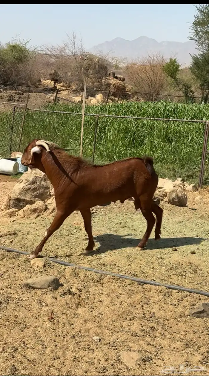 فحل أدهم ارتفاع 4 بلكات ومد 2