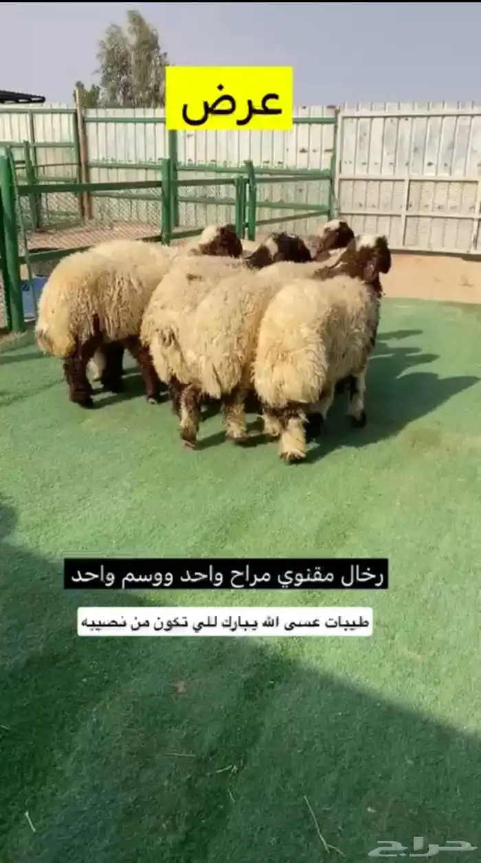 رخال مقنوي 1