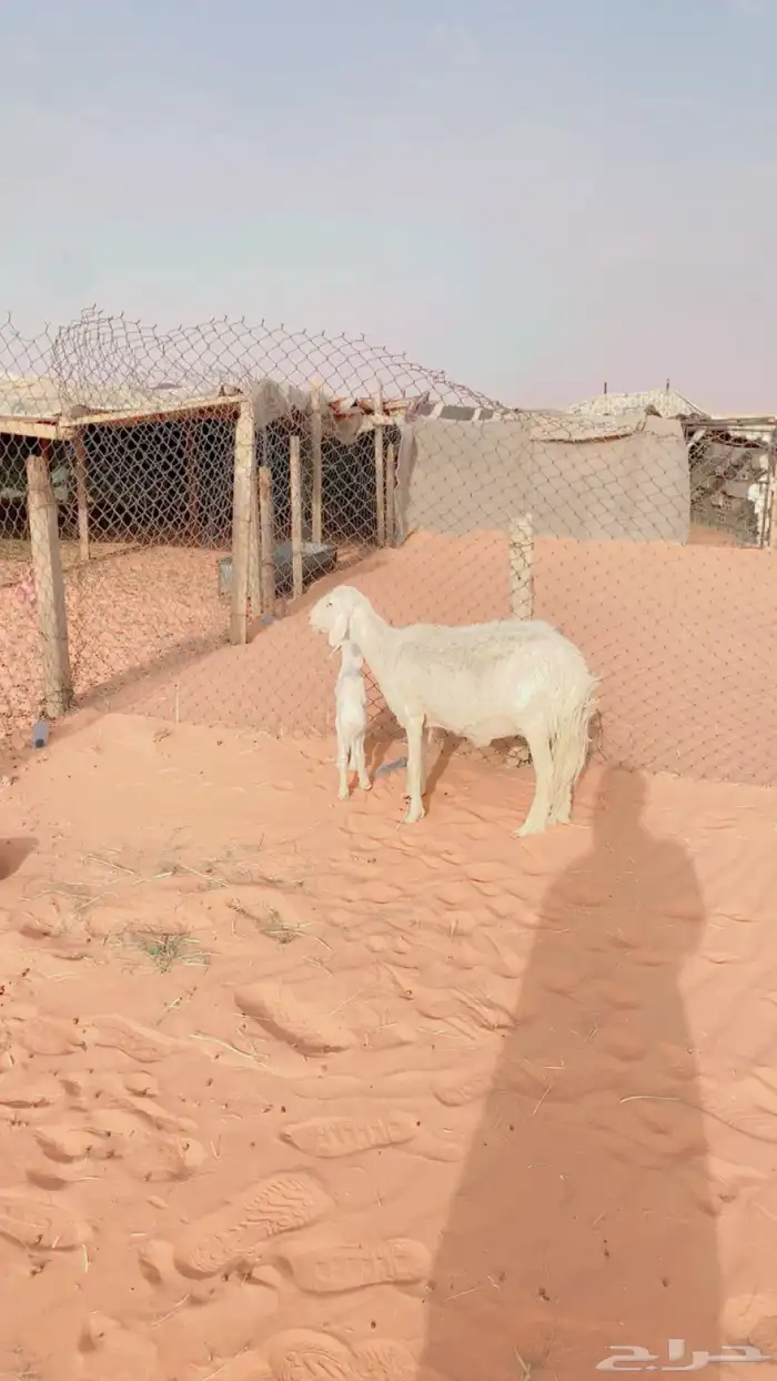 نعجه حريه عليها رخل كفو 2