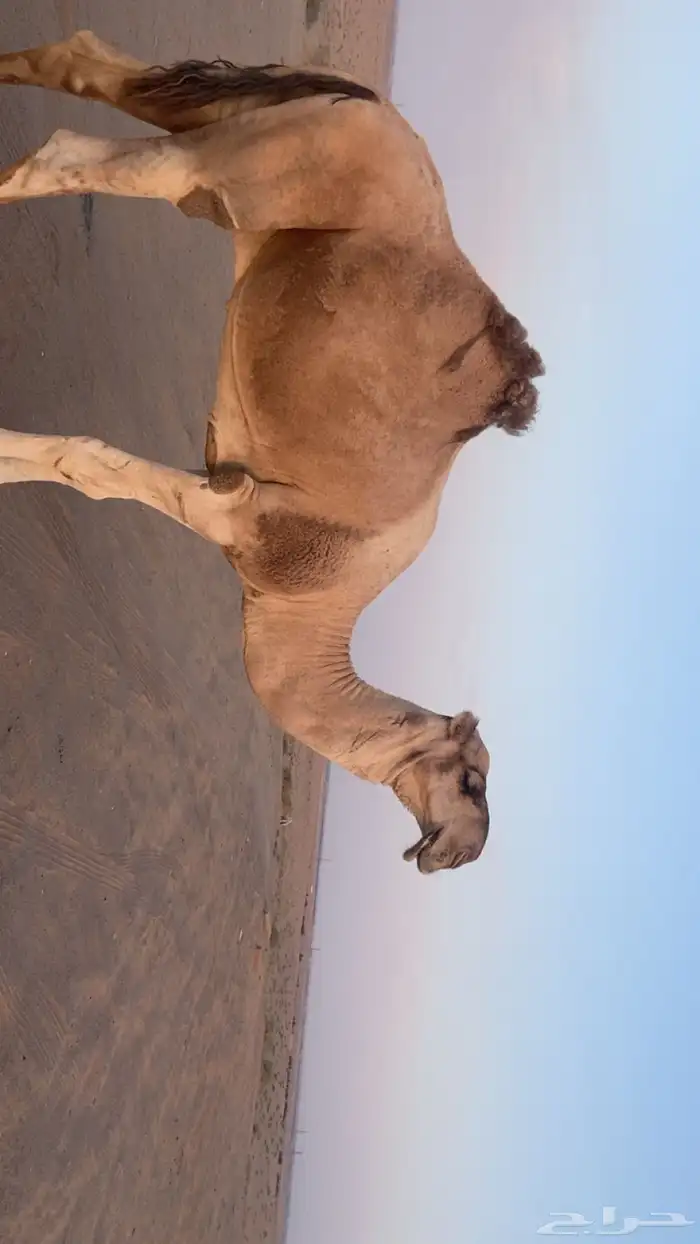 بعير من انتاج ابن غصين و وسمه عليه سنه رباع 1