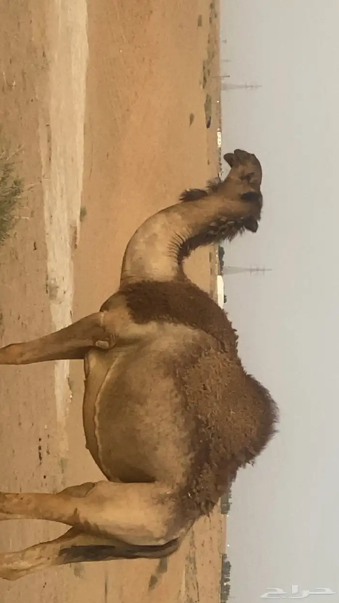 لقحه بكر صفراء اللي ببطنها ثانيها 0