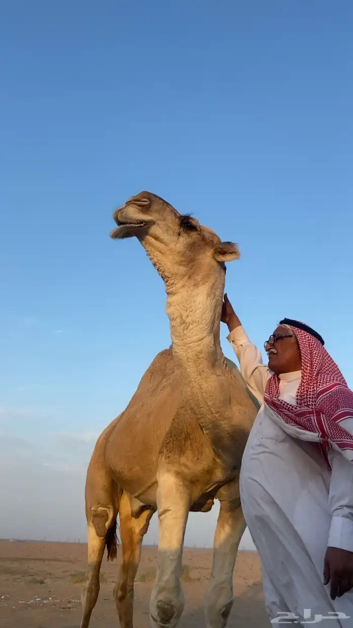 بعير من انتاج ابن غصين و وسمه عليه سنه رباع 3
