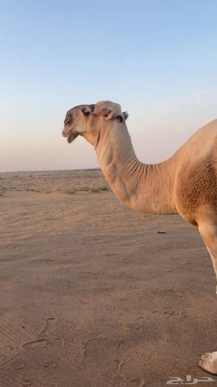 بعير من انتاج ابن غصين و وسمه عليه سنه رباع 4