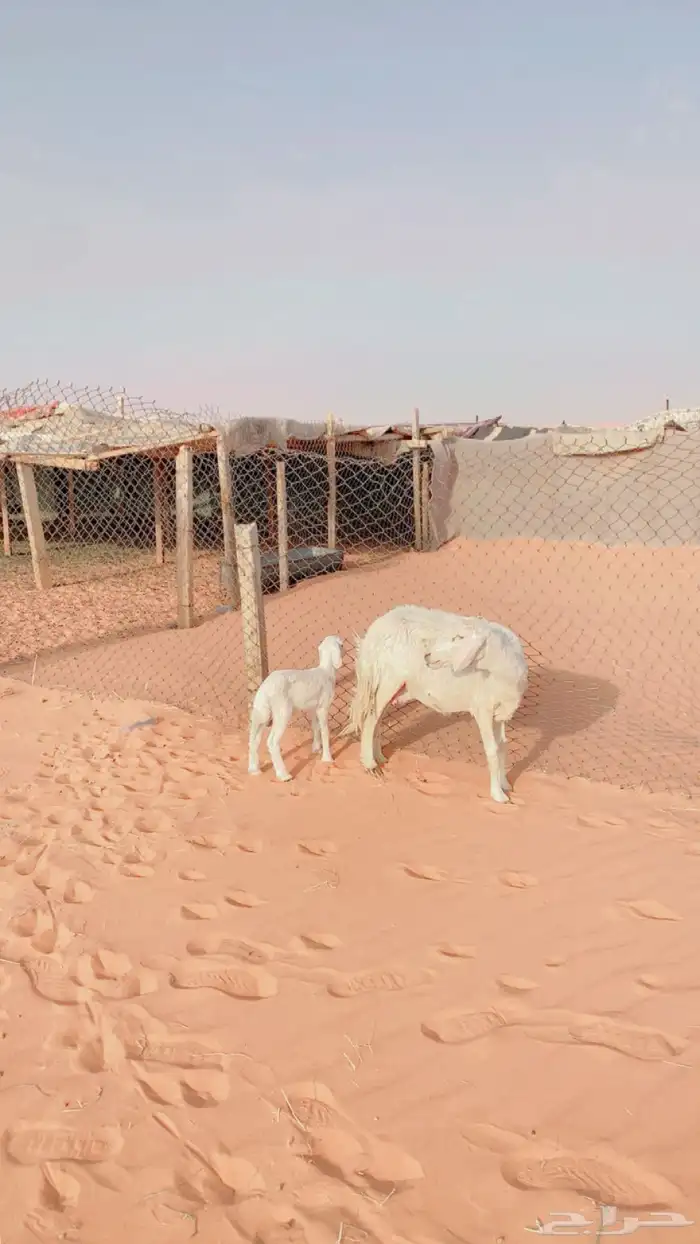 نعجه حريه عليها رخل كفو 3