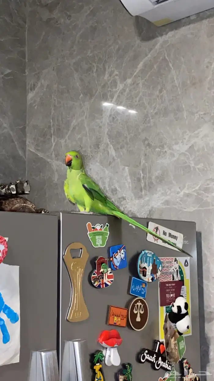 دره هندي للبيع او البدل 2