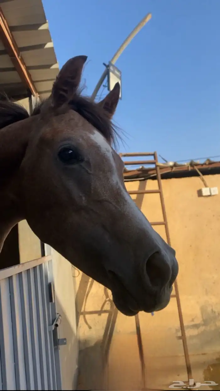 مهر شعبي 3