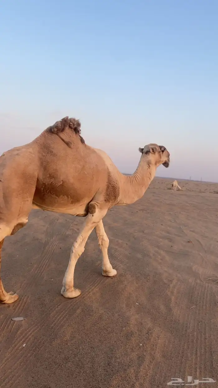 بعير من انتاج ابن غصين و وسمه عليه سنه رباع 2