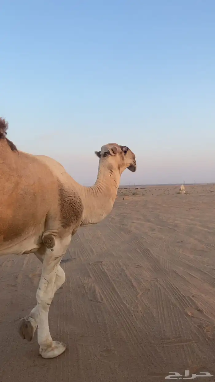بعير من انتاج ابن غصين و وسمه عليه سنه رباع 0