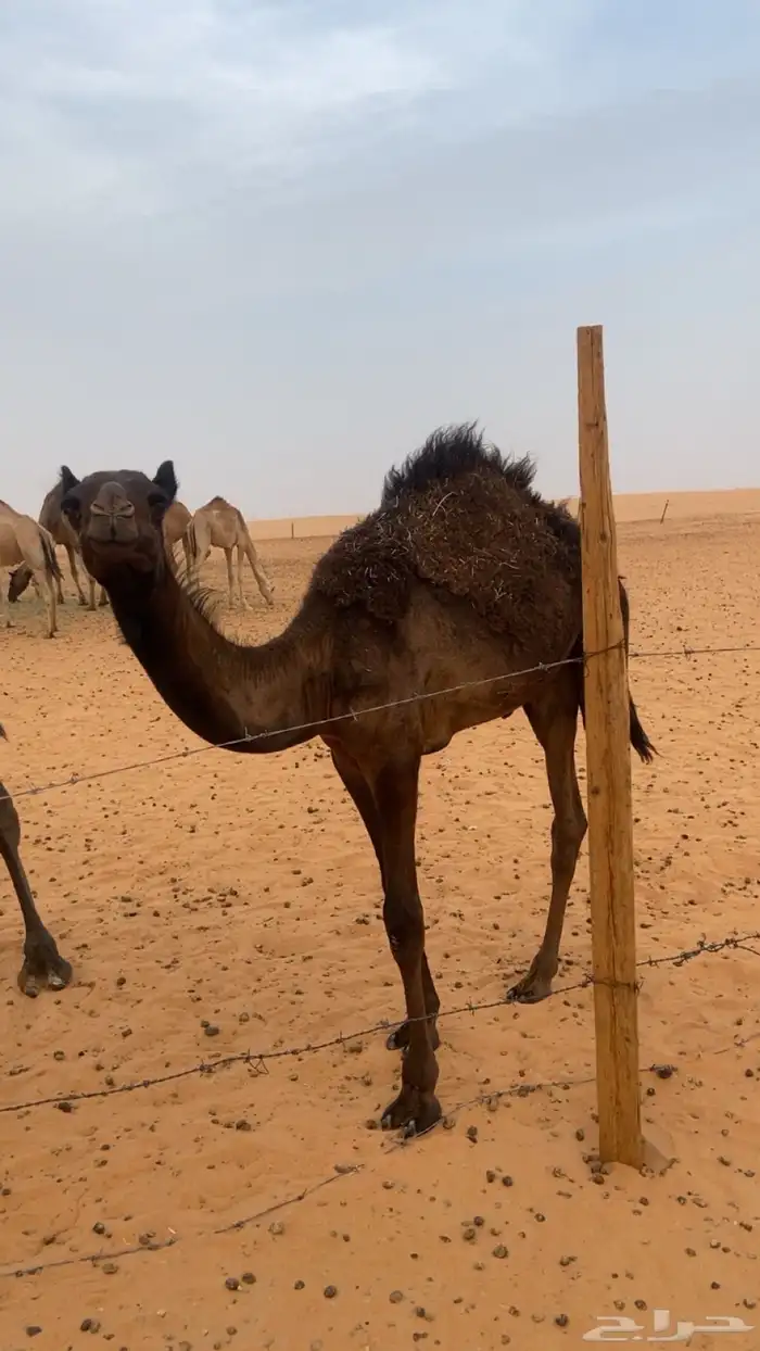 قعود مجهم 0