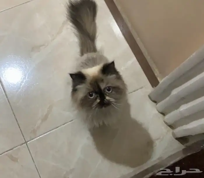 قطه هاف بيكي فيس 1