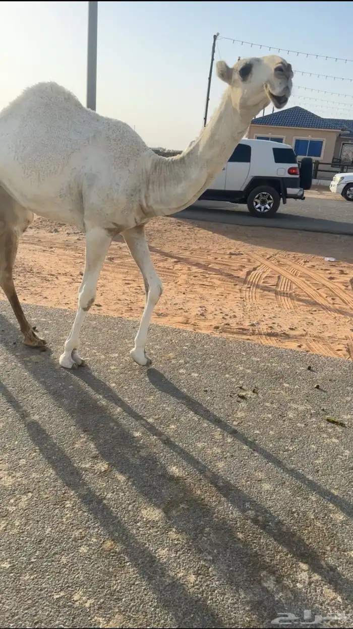 تم البيييععع بكره حيسونيه 1