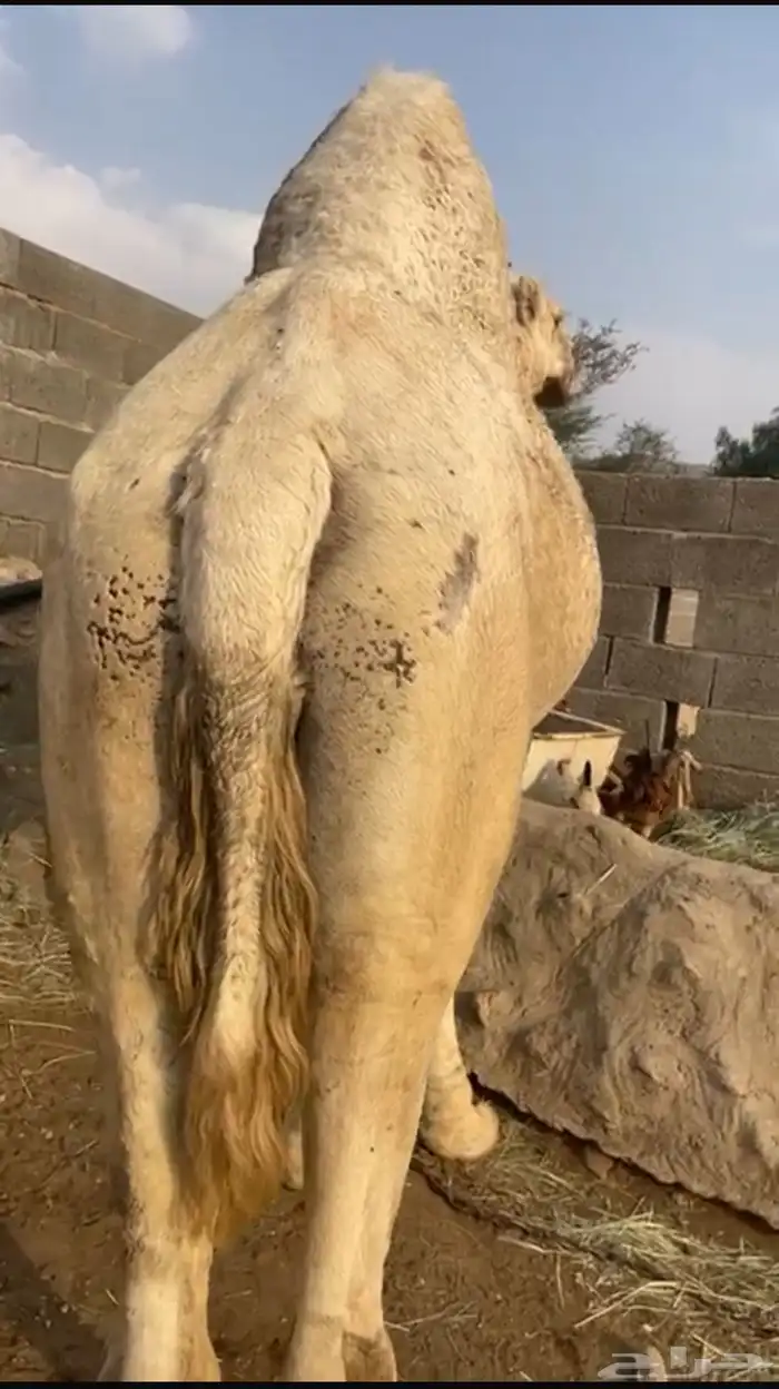 ثنين فحول ابل مشروطه 3