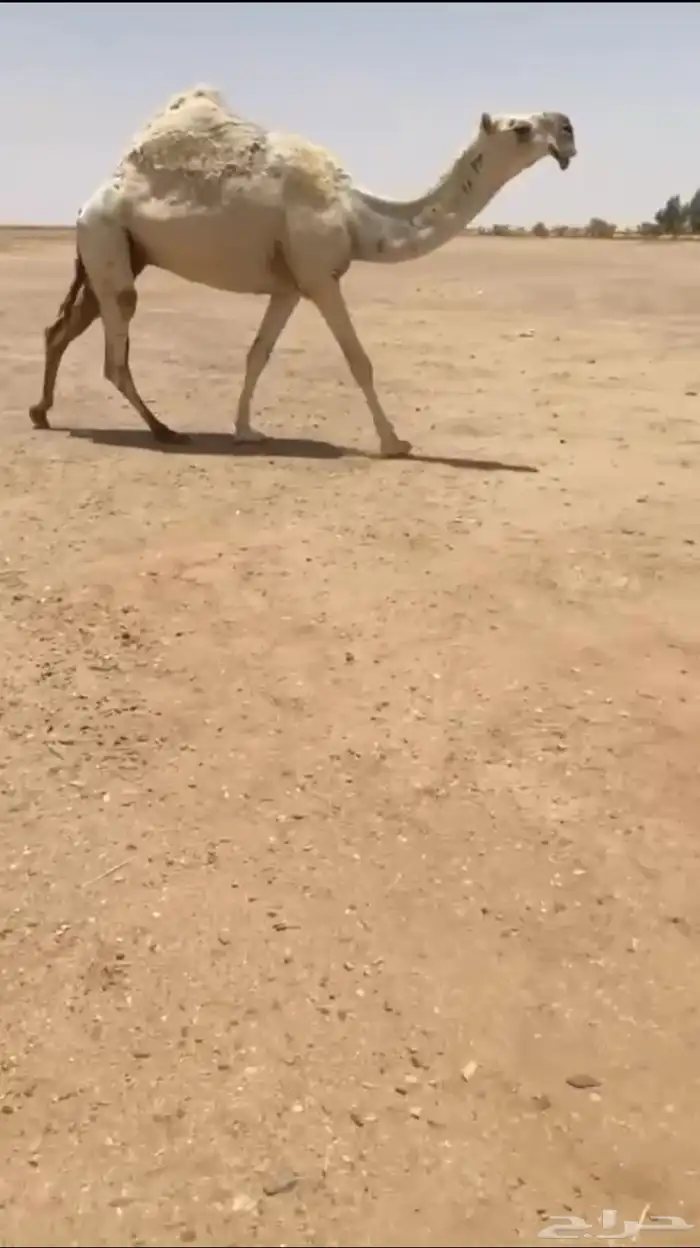 للبيع الوضحا الطيبه 0