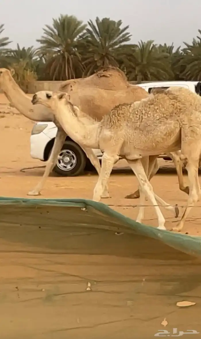 ناقه 1