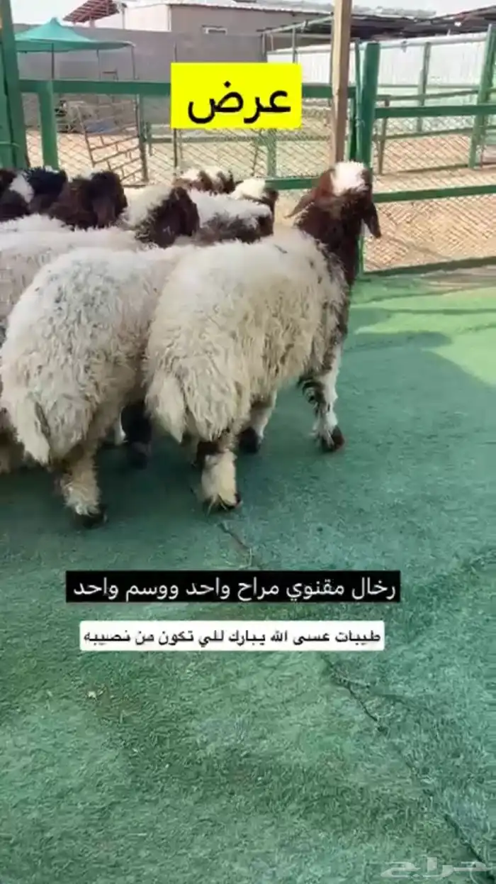رخال مقنوي 0