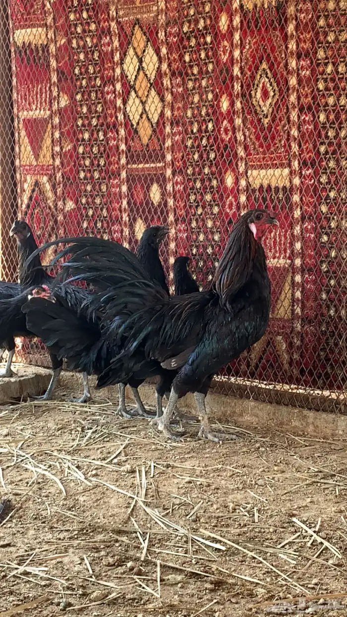 دجاج سومطرة 0