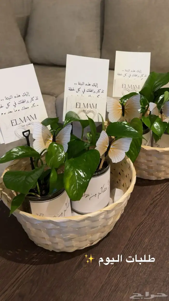 نباتات داخليه 4