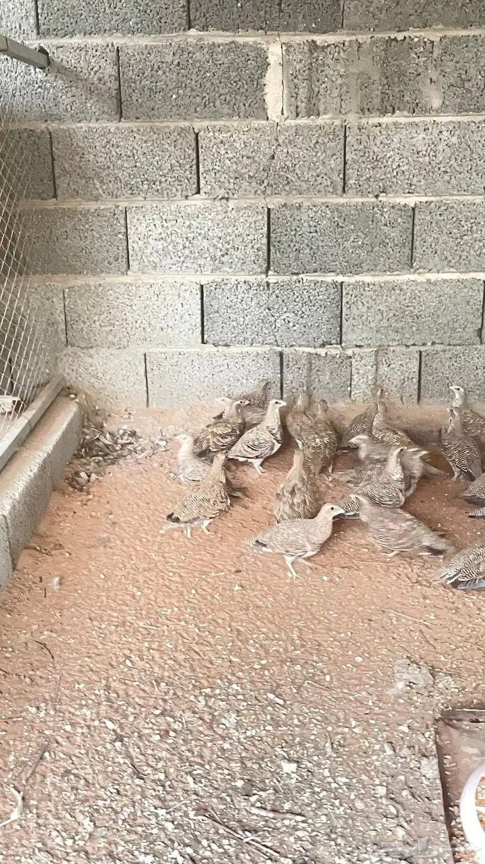 قطا نغاق 4