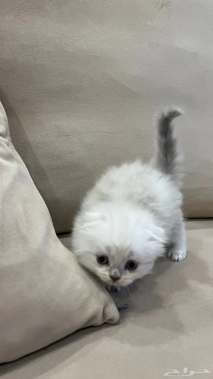 كتن سكوتش فولد 7