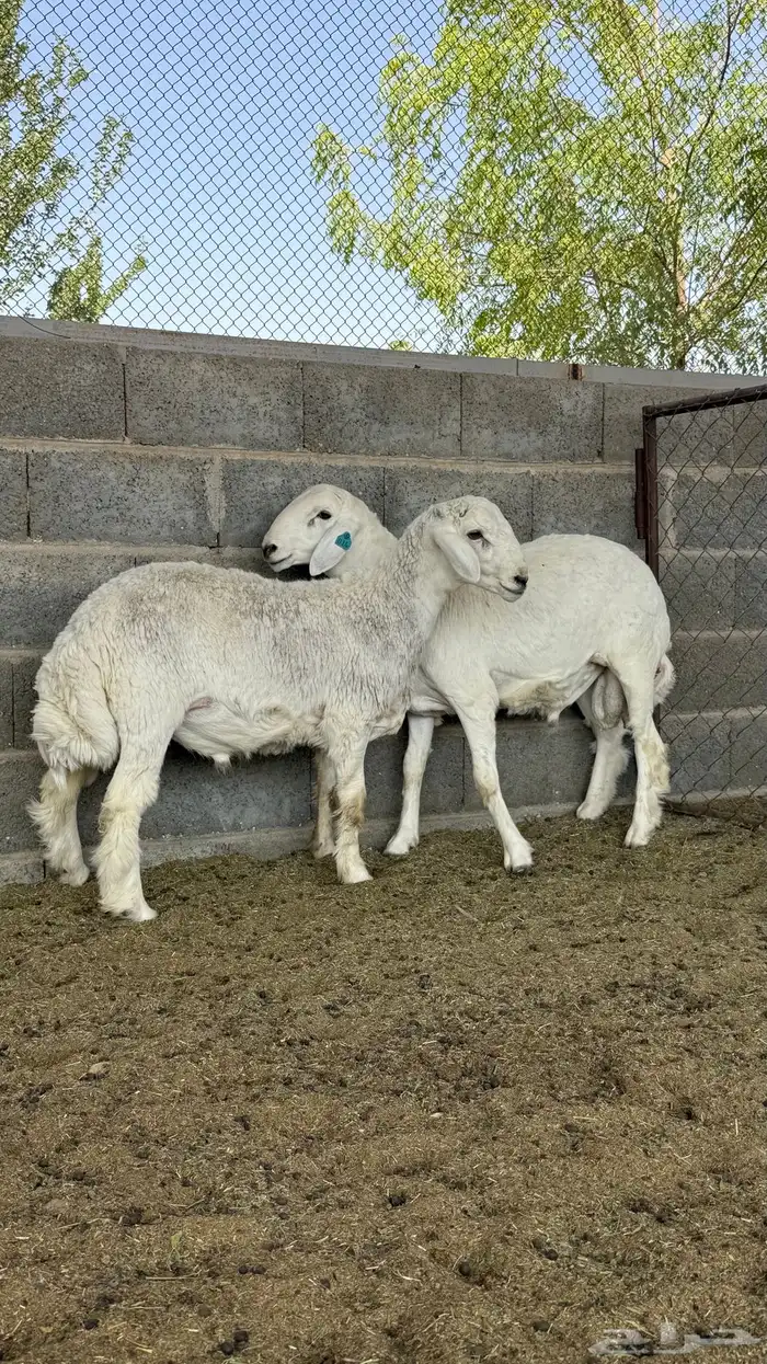 طليان حريات جذعان (( تمم ااالبيع)) 3