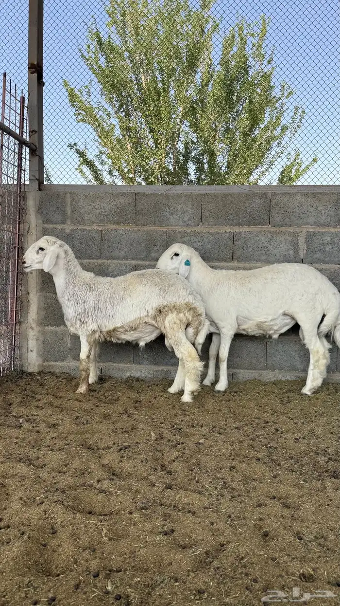 طليان جذعان حريات 4