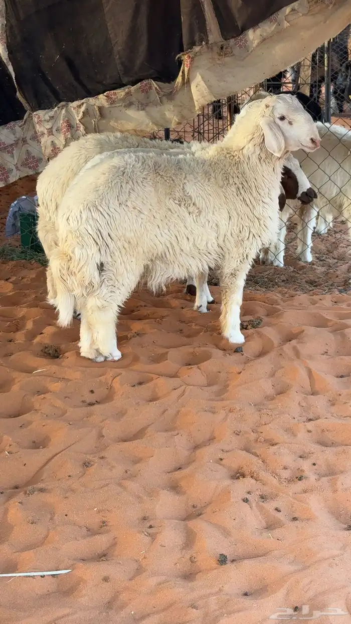 3 طليان نعيم مهجن 4