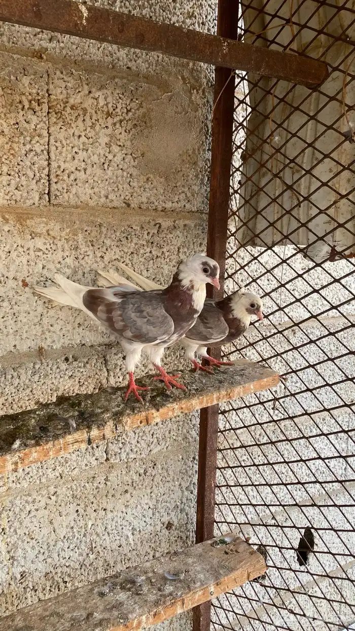 طبه قطايف 0