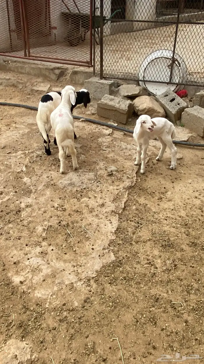 خروف وثنتين رخال دواغير 6